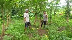 Cara Efektif Pemanfaatan Lahan Kosong di Desa Jagaraga