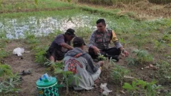 Polri Dampingi Petani Kuranji Dalang Perkuat Ketahanan Pangan Desa