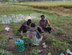 Polri Dampingi Petani Kuranji Dalang Perkuat Ketahanan Pangan Desa