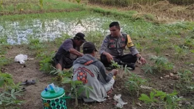 Polri Dampingi Petani Kuranji Dalang Perkuat Ketahanan Pangan Desa