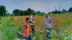 Pekarangan Bergizi Strategi Bhabinkamtibmas Perampuan Perkuat Pangan