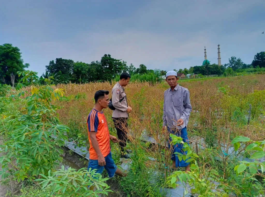 Pekarangan Bergizi Strategi Bhabinkamtibmas Perampuan Perkuat Pangan