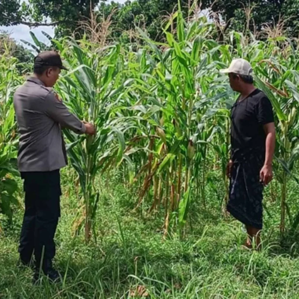 Optimalisasi Lahan Pertanian Jagung di Desa Karang Bongkot