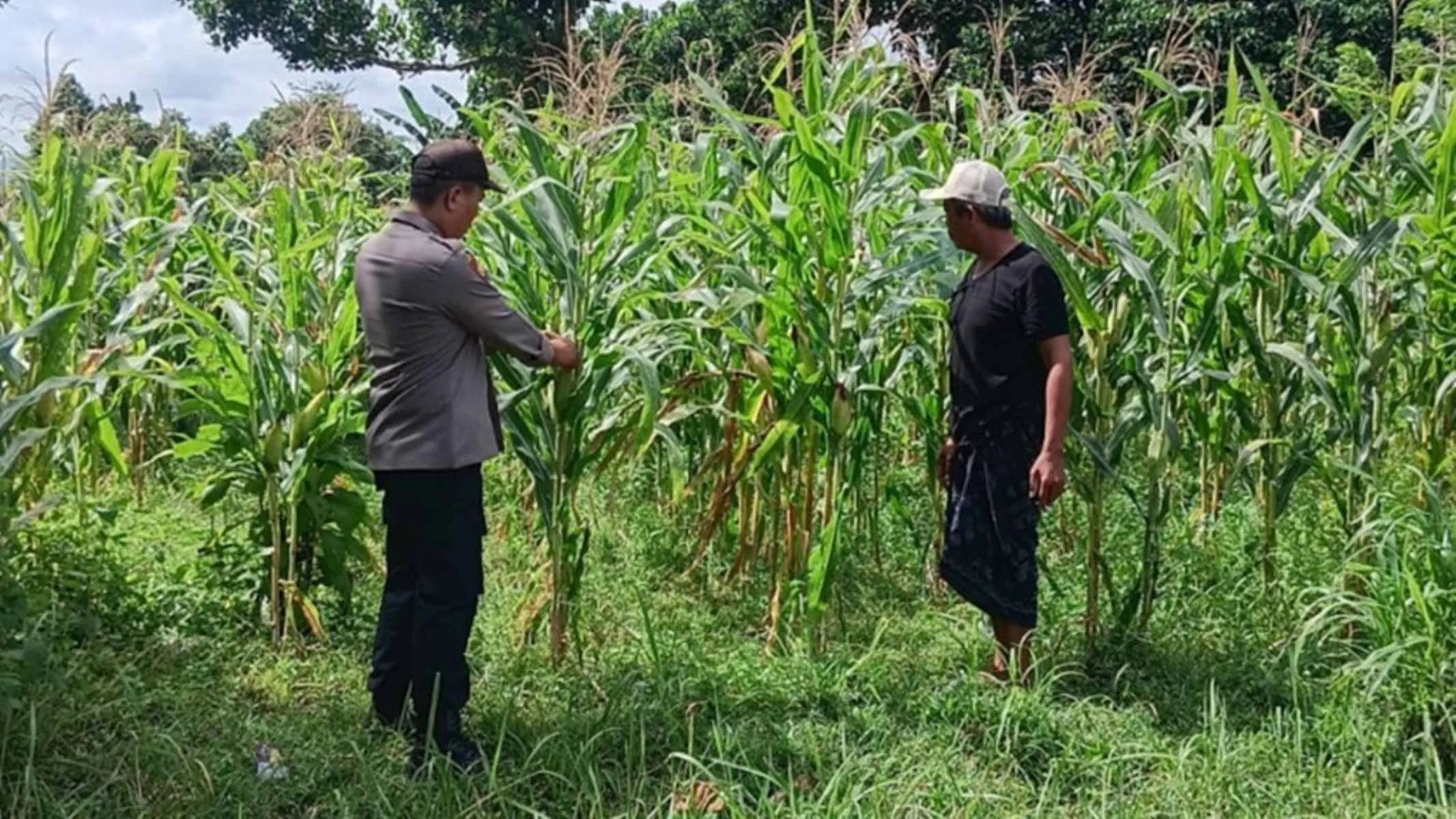 Optimalisasi Lahan Pertanian Jagung di Desa Karang Bongkot