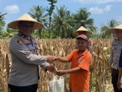 Sinergi Polri dan Petani Sekotong: Wakapolres Lombok Barat Pimpin Langsung Panen Jagung Ruby