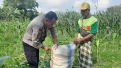 Aksi Humanis Bhabinkamtibmas Labuapi: Terjun ke Ladang Bantu Petani Jagung Dusun Jogot Panen Raya