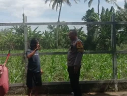 Bhabinkamtibmas Kuranji Dampingi Petani Jagung Jaga Ketahanan Pangan