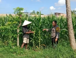 Bhabinkamtibmas Bagik Polak Barat Terjun Langsung Rawat Lahan Jagung