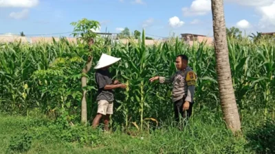 Bhabinkamtibmas Bagik Polak Barat Terjun Langsung Rawat Lahan Jagung