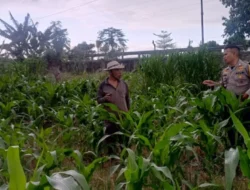 Langkah Nyata Polri Perkuat Kedaulatan Pangan Nasional Melalui Pendampingan Intensif Petani di Lombok Barat