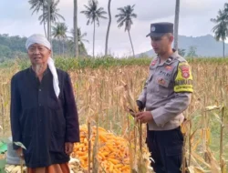 Polri Kawal Panen Jagung Desa Buwun Mas, Pastikan Petani Sejahtera dan Stok Pangan Aman