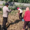 Ketahanan Pangan: Sinergi Polsek Labuapi dan Petani Desa Karang Bongkot