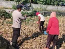 Ketahanan Pangan: Sinergi Polsek Labuapi dan Petani Desa Karang Bongkot