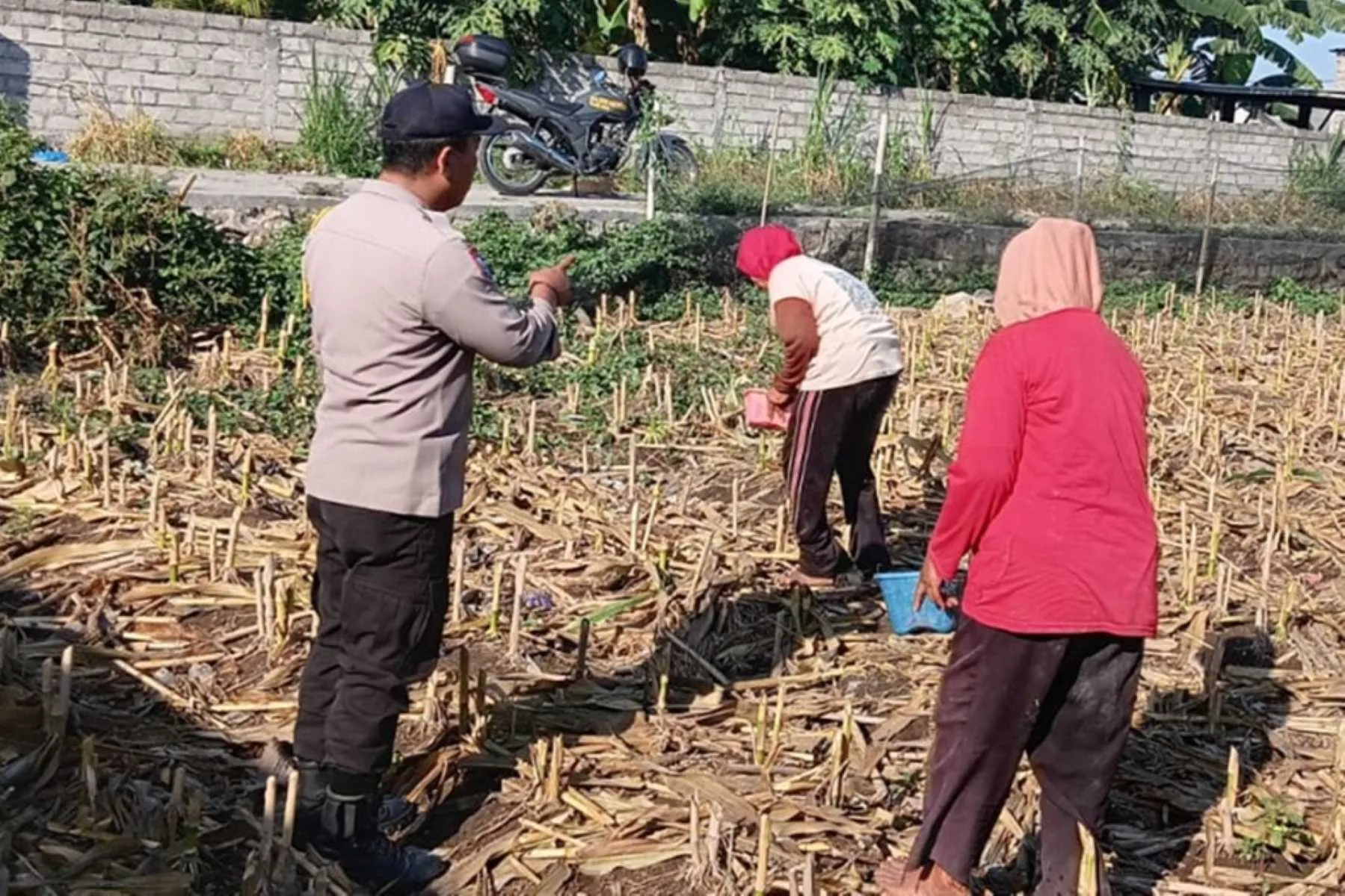 Sinergi Polsek Labuapi dan Petani Desa Karang Bongkot