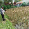 Polri Kawal Ketahanan Pertanian Jagung di Lombok Barat