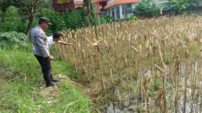 Polri Kawal Ketahanan Pertanian Jagung di Lombok Barat