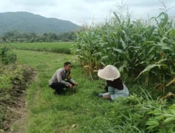 Polri Turun ke Ladang Jagung, Perkuat Ketahanan Pangan Nasional dari Desa Babussalam