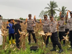 Dukung Swasembada Pangan, Polres Lombok Barat Dampingi Panen Jagung di Lembar