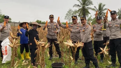 Polres Lombok Barat Dampingi Panen Jagung di Lembar Selatan