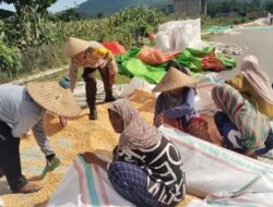 Pantau Panen Jagung Warga, Bhabinkamtibmas memberi motivasi kepada warga