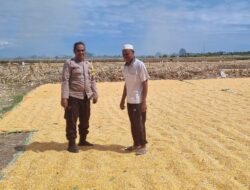 Polri Hadir di Sektor Pertanian, Lahan Jagung Warga Kilo Dipantau guna dukung Ketahanan Pangan