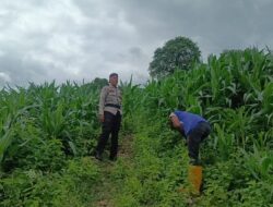 Dukung Ketahanan Pangan Nasional,Bhabinkamtibmas Buer Motivasi Petani Jagung