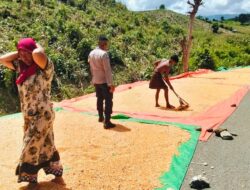 Dukung Indonesia Emas 2045, Polsek Woja Aktif Dampingi Petani Jagung