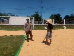 Bhabinkamtibmas Polsek Hu’u Pantau Penjemuran Jagung Warga, Dorong Pemanfaatan Lahan untuk Ketahanan Pangan