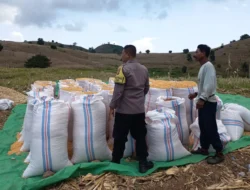 Polsek Sekotong Kawal Petani Kedaro, Pastikan Stok Pangan Nasional Aman Lewat Sinergi Door to Door