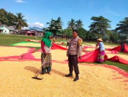 Polri Hadir di Tengah Petani, Jagung Dompu Siap Masuk Bulog
