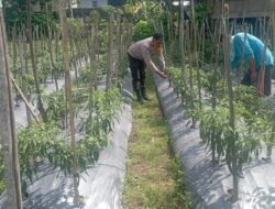 Bhabinkamtibmas Desa Kesik Cek Lahan Ketahanan Pangan, Dukung Produktivitas Warga