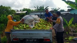 Pastikan Stok Pangan Aman, Polsek Labuapi Dampingi Petani Karang Bongkot Distribusikan Hasil Panen