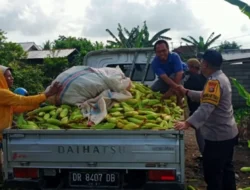 Pastikan Stok Pangan Aman, Polsek Labuapi Dampingi Petani Karang Bongkot Distribusikan Hasil Panen