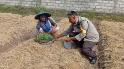 Polri Dampingi Petani Desa Merembu Wujudkan Swasembada Pangan