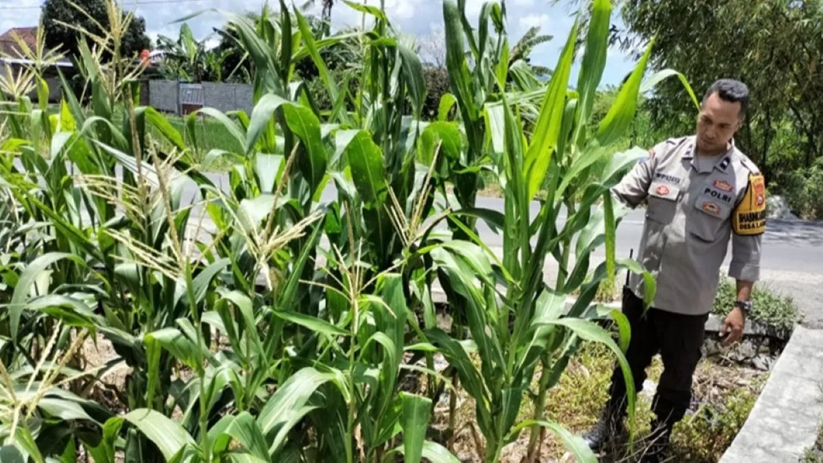 Polsek Labuapi Dampingi Petani Optimalkan Lahan Tidur