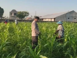 Bhabinkamtibmas Lombok Barat Kawal Ketahanan Pangan Desa