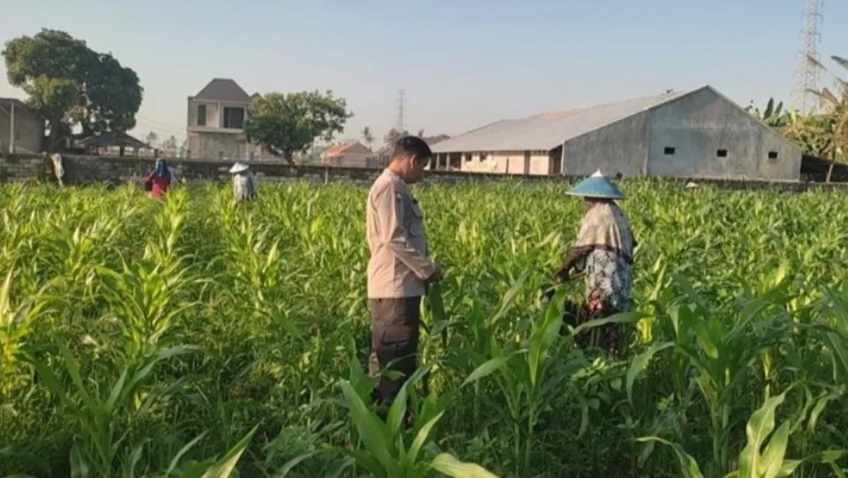 Bhabinkamtibmas Lombok Barat Kawal Ketahanan Pangan Desa