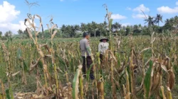 Sambang Desa Polisi Motivasi Petani Jagung di Tempos