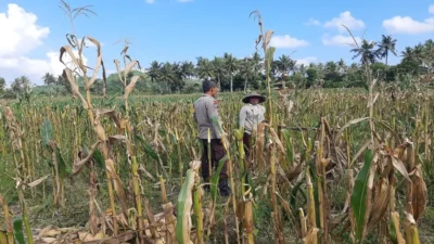 Sambang Desa Polisi Motivasi Petani Jagung di Tempos