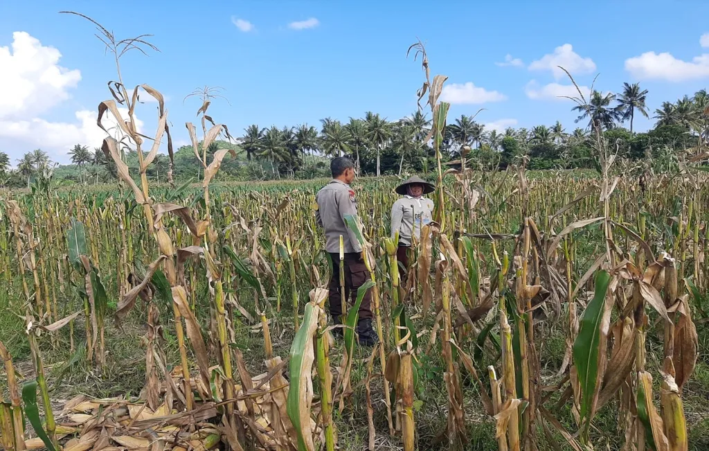 Sambang Desa Polisi Motivasi Petani Jagung di Tempos