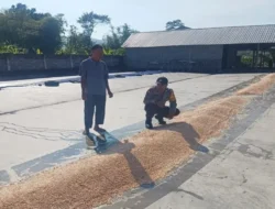 Polsek Gerung Dampingi Petani Jagung Dasan Tapen Jaga Ketahanan Pangan