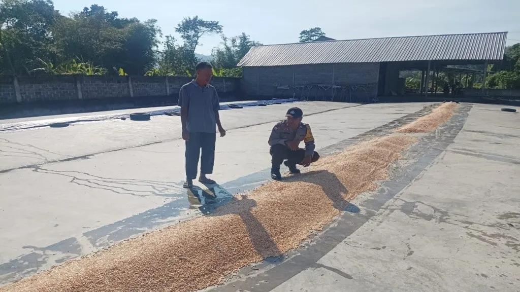 Polsek Gerung Dampingi Petani Jagung Dasan Tapen Jaga Ketahanan Pangan