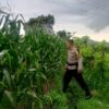 Strategi Polsek Labuapi Perkuat Ekonomi Desa: Dampingi Petani Jagung Demi Percepatan Penyerapan Hasil Panen ke Bulog