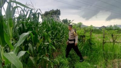 Strategi Polsek Labuapi Perkuat Ekonomi Desa: Dampingi Petani Jagung Demi Percepatan Penyerapan Hasil Panen ke Bulog