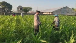 Sinergi Bhabinkamtibmas dan Petani Kuranji Dalang: Strategi Lokal Wujudkan Swasembada Pangan