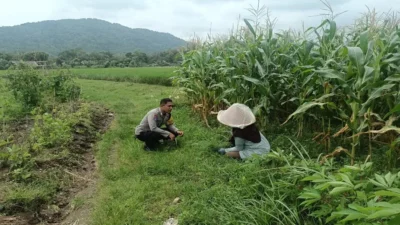 Sinergi Polri dan Petani, Bhabinkamtibmas Desa Babussalam Kawal Ketahanan Pangan di Dusun Bangket Bawak