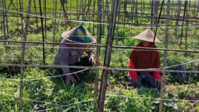 Bukan Sekadar Jaga Keamanan, Polisi di Lombok Barat Kini Jadi Motor Ketahanan Pangan