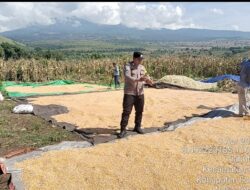 Bhabinkamtibmas Seruni Mumbul Monitoring Panen Jagung Warga di Pringga baya