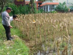 Strategi Ketahanan Pangan, Bhabinkamtibmas Kebon Ayu Dorong Warga Manfaatkan Lahan Pekarangan