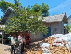 Polisi Turun ke Ladang, Panen Jagung di Jerowaru Dipantau Langsung